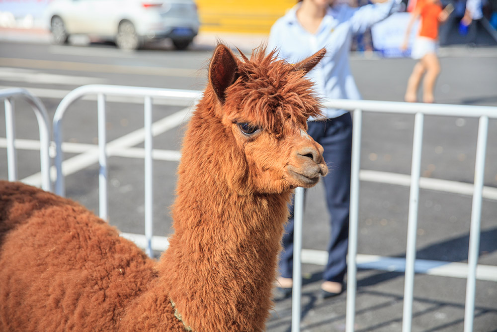 【車(chē)展第一天】遇到那個(gè)TA，放棄蘋(píng)果8......