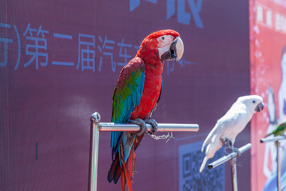 【車(chē)展第一天】遇到那個(gè)TA，放棄蘋(píng)果8......