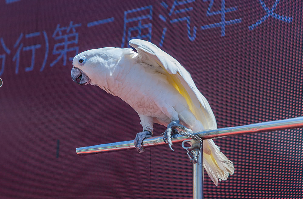 【車(chē)展第一天】遇到那個(gè)TA，放棄蘋(píng)果8......