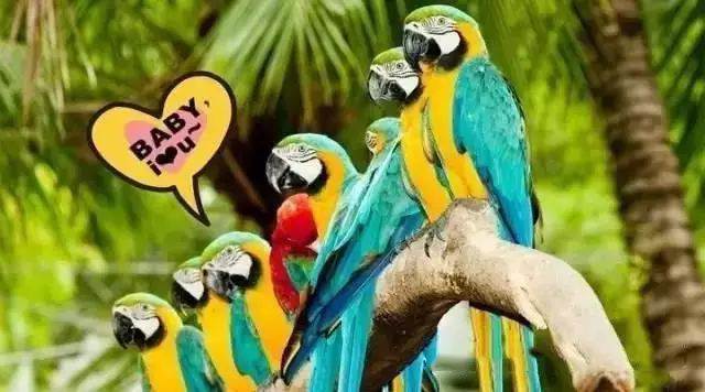 【915-918邵陽(yáng)秋季車展倒計(jì)時(shí)7天】藝高鳥膽大，墻都不服，我就服niao！