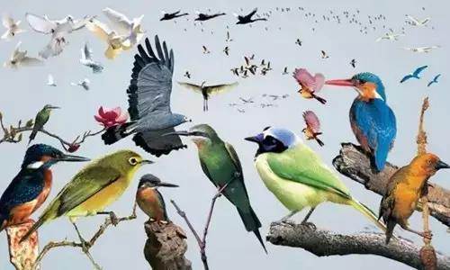 【915-918邵陽(yáng)秋季車展倒計(jì)時(shí)4天】不想出門看人人人，那就改成看鳥鳥鳥！