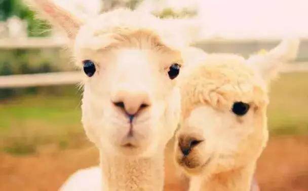  【915-918邵陽(yáng)秋季車(chē)展倒計(jì)時(shí)3天】男人車(chē)展看美女，女人車(chē)展看什么？